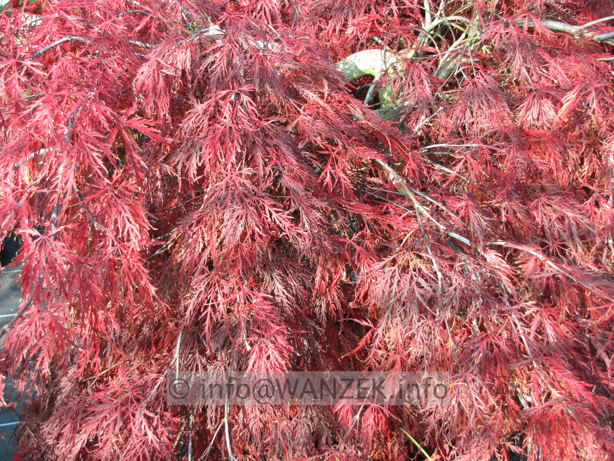 Acer palmatum Dissectum Garnet Herbst Sol.JPG